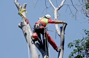 abilitati treclimbing eseguo la potatura degli alberi anche dove un cestello sarebbe impossibile utilizzarlo
